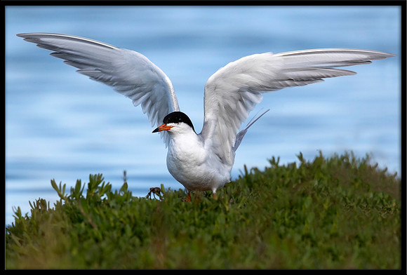 Forster's Tern