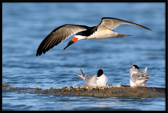 Black Skimmer harassing Terns at nest