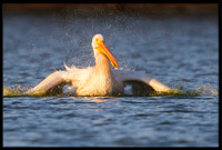 White Pelican