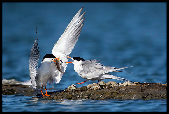Forster's Tern Fish Exchange