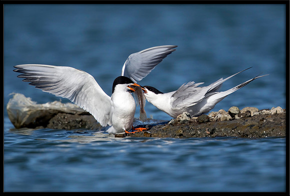 Forster's Tern Fish Exchange