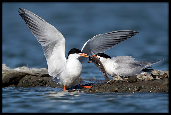 Forster's Tern Fish Exchange
