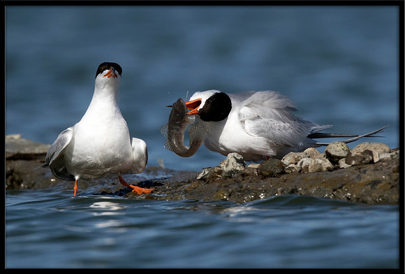 Forster's Tern Fish Exchange
