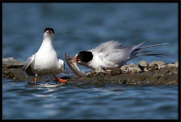 Forster's Tern Fish Exchange