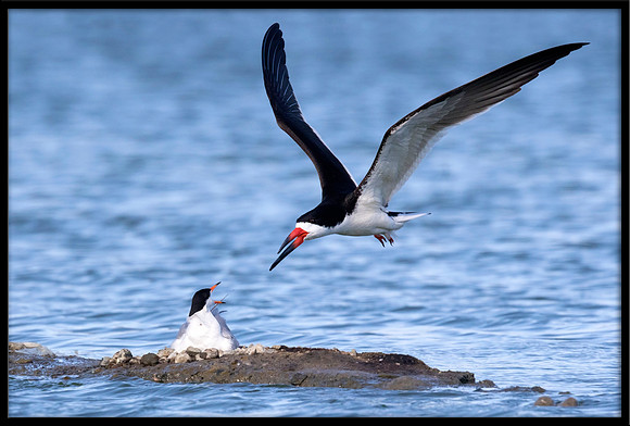 Black Skimmer harassing Terns at nest