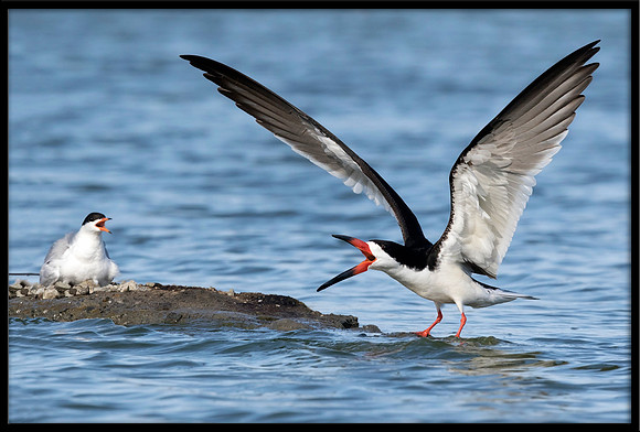Black Skimmer harassing Terns at nest