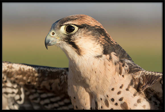 Lanner Falcon