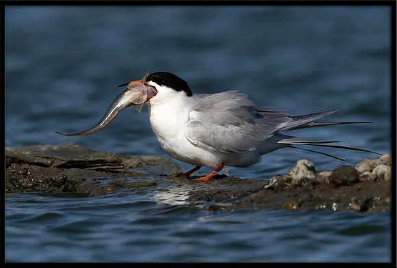 Forster's Tern Fish Exchange