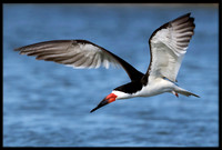 Black Skimmers