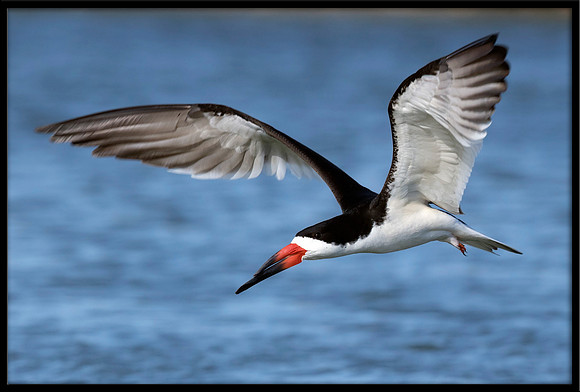 Black Skimmer