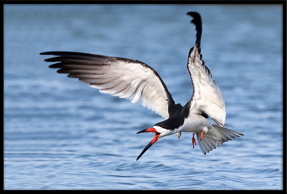 Black Skimmer