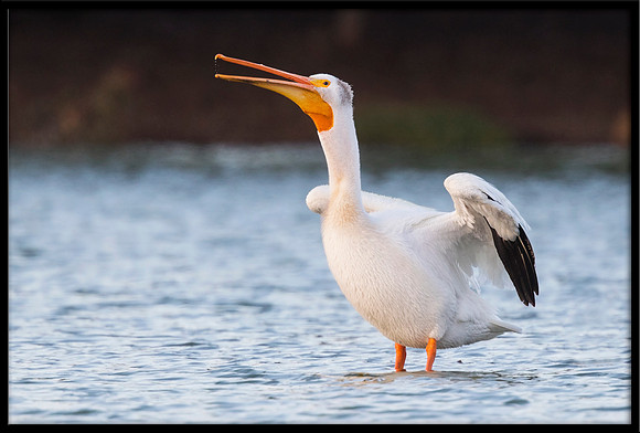 White Pelican