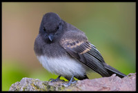 Black Phoebe