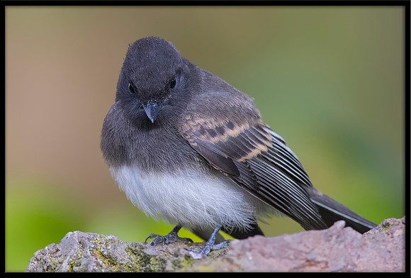 Black Phoebe
