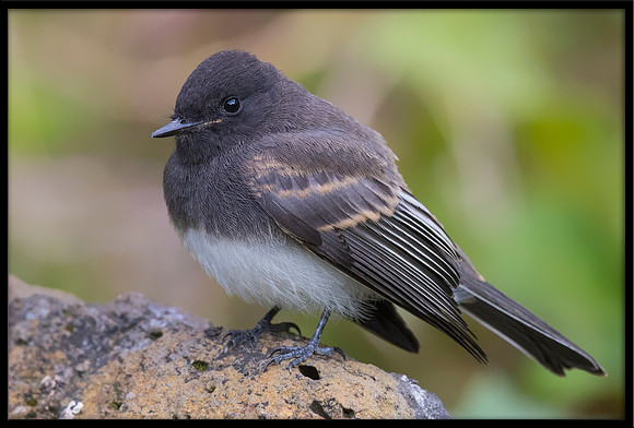 Black Phoebe