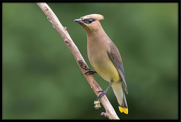 Cedar Waxwing