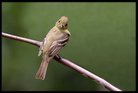 Pacific-slope Flycatcher