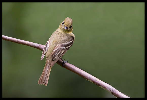 Pacific-slope Flycatcher