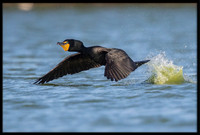 Cormorant