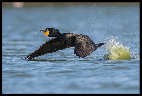 Cormorant
