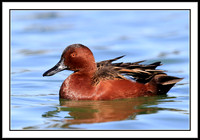 Cinnamon Teal