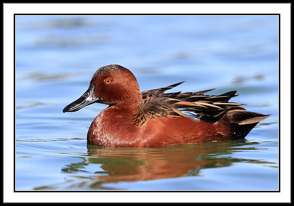 Cinnamon Teal