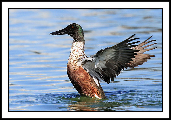 Mr. Shoveler