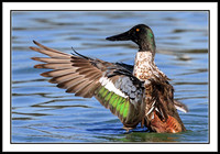 Mr. Shoveler