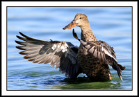 Mrs. Shoveler
