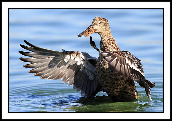 Mrs. Shoveler