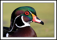 Wood Duck