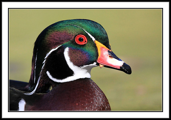 Wood Duck