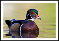 Wood Duck
