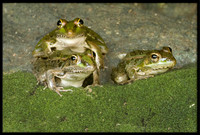 Rio Grande Leopard Frog