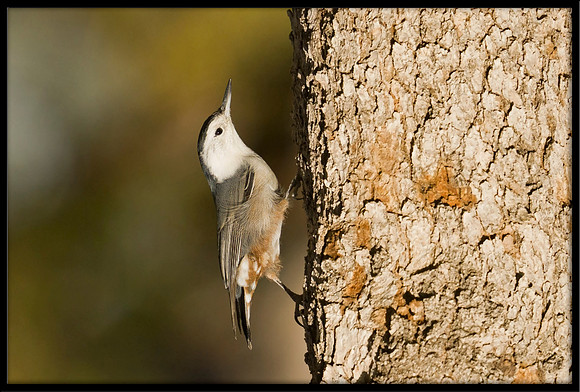 White-breasted Nuthatch