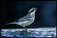 Black-throated Grey Warbler