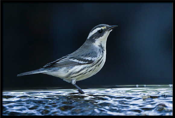 Black-throated Grey Warbler