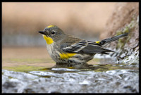 Yellow-rumped Warbler