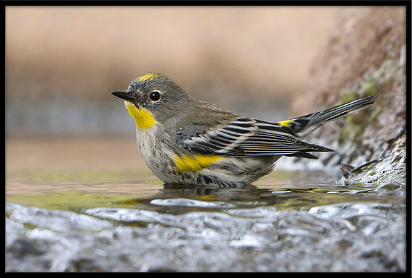 Yellow-rumped Warbler