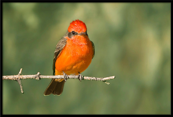 Vermilion Flycatcher