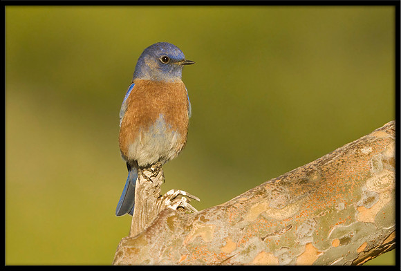 Western Bluebird