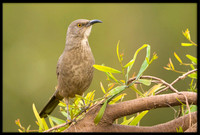 Curve-billed Thrasher