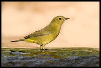 Orange-crowned Warbler