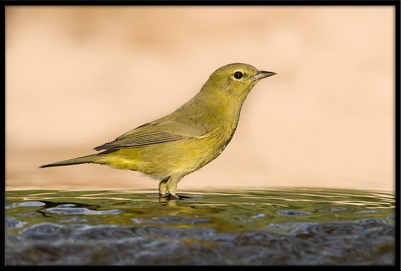 Orange-crowned Warbler