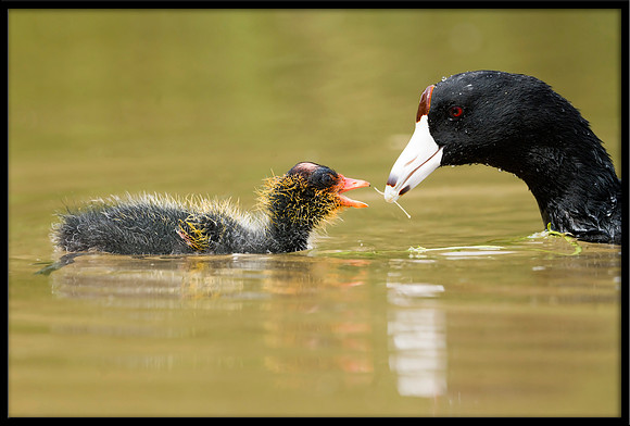 Coot chick with parent
