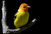 Western Tanager