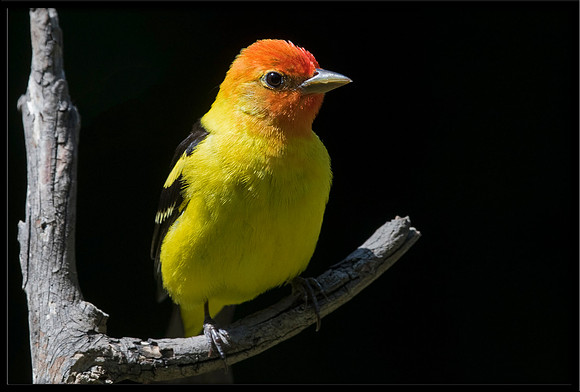 Western Tanager