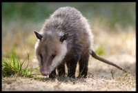 Possums