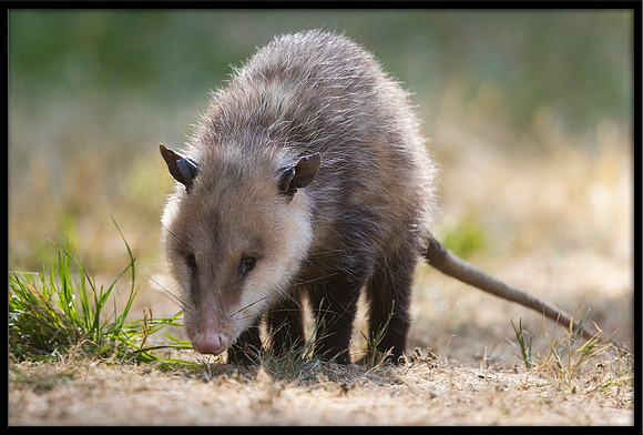 Possum
