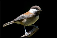 Chestnut-backed Chickadee